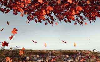 【国医圣手真千金】71集在线短剧完整观看