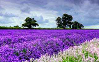 【纯情年代，我靠空间囤货养老公】65集短剧免费全集在线览