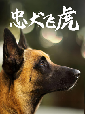 忠犬飞虎（33集）精彩短剧看全集