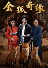 金狐奇缘（42集）精彩热门短剧