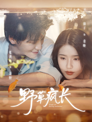 野草疯长（71集）经典老剧免费看