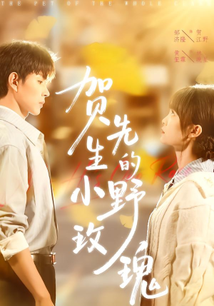 【贺先生的小野玫瑰】99集短剧免费完整赏看