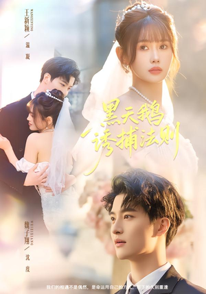 【黑天鹅诱捕法册】80集短剧在线免费尽情看